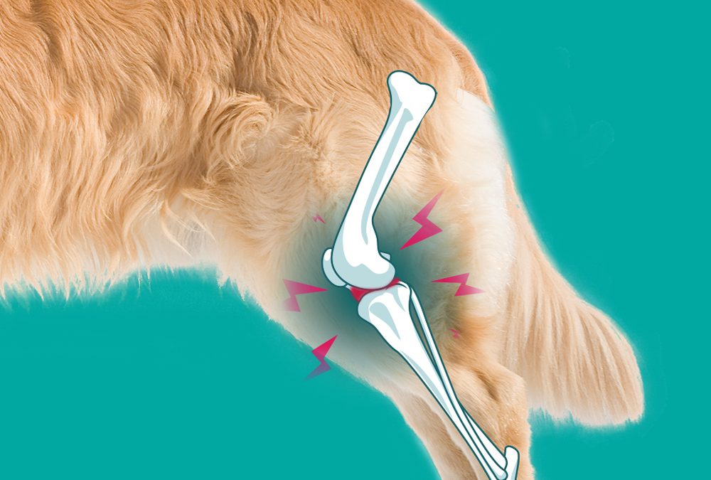 Osteoarthritis