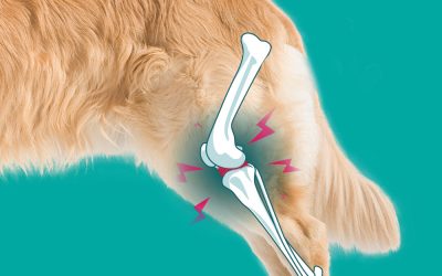 Osteoarthritis